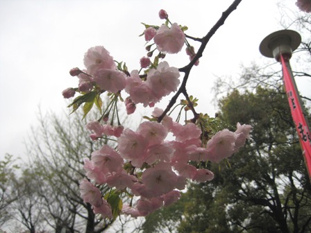 浅草卯月 053.JPG