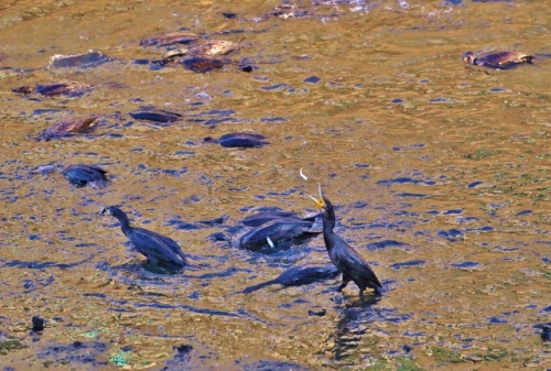 CJ9I1025 (640x431).jpg