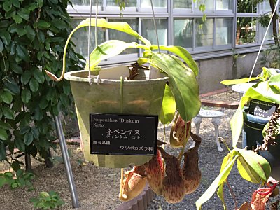 京都府立植物園N.ﾃﾞｨﾝｸﾑｺﾄ.jpg