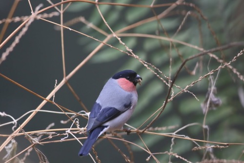3E1A02402012ウソ.JPG