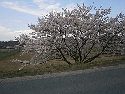 s相模川＋2017_0413_151637.jpg