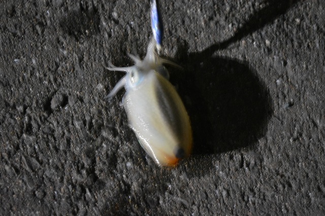 showPhoto (640×426)