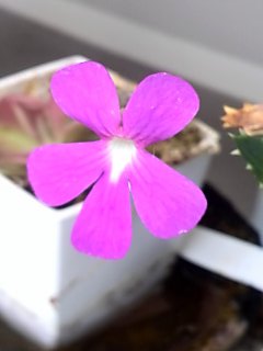 H27<br />
Ｐウェサー.jpg