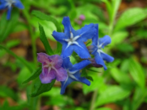 青紫色の花冠に白い星形が目立つホタルカズラの花 4月中旬の昭和記念公園 こもれびの丘 での自然観察 その11 しろうと自然科学者の自然観察日記 楽天ブログ