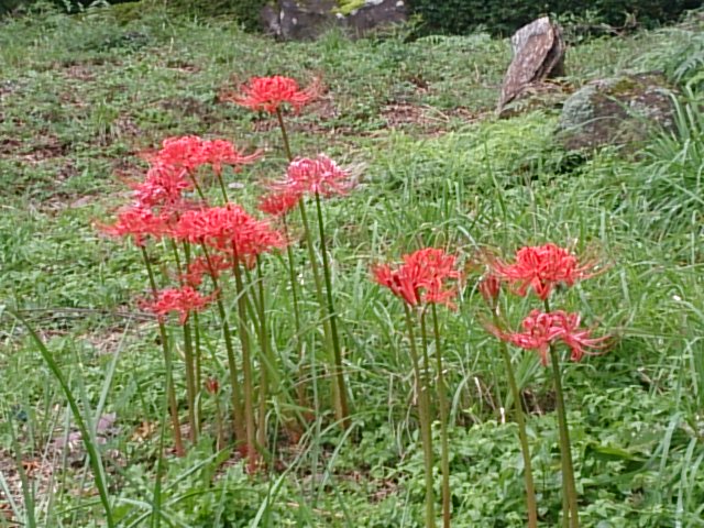 20150924  DSC_0004.jpg