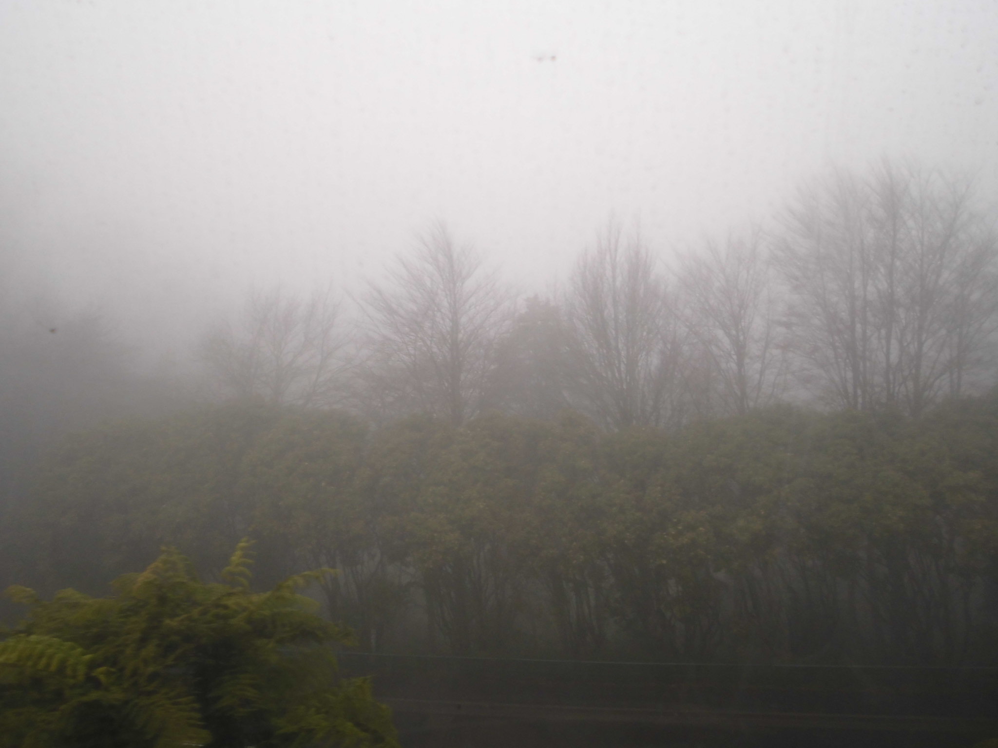 blue-mountains-foggy.JPG