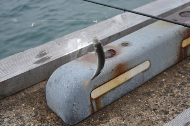 showPhoto (640×426)