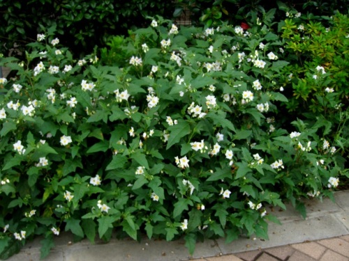 ナス科の植物で茎や葉に鋭い刺が多いワルナスビ 悪茄子 の花 団地周辺で見かける帰化植物 その 最終回 しろうと自然科学者の自然観察日記 楽天ブログ