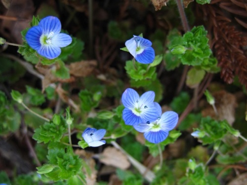 星の瞳 の別名がピッタリのオオイヌノフグリの花 3月初めの昭和記念公園での自然観察 その5 しろうと自然科学者の自然観察日記 楽天ブログ