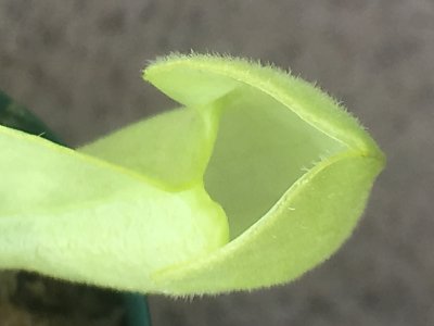 S.ﾌﾟﾙﾌﾟﾚｱ ﾙﾃｵﾗ3.jpg