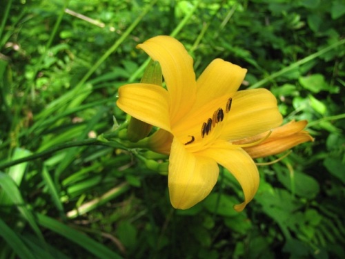 ニッコウキスゲ ゼンテイカ の花 7月初旬の福島県 裏磐梯での自然観察 その8 しろうと自然科学者の自然観察日記 楽天ブログ