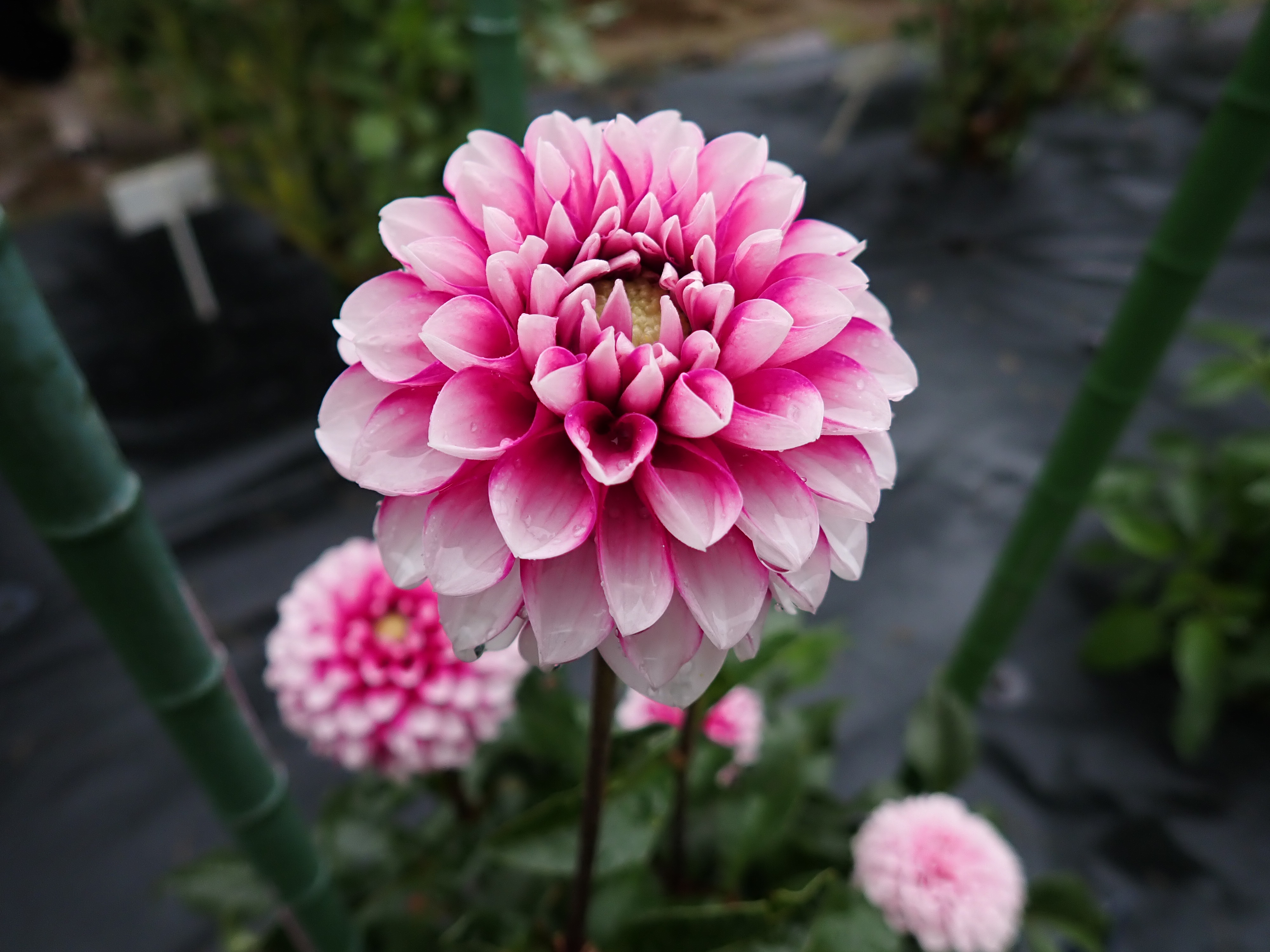 _A010427.JPG
