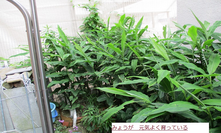 みょうが.JPG