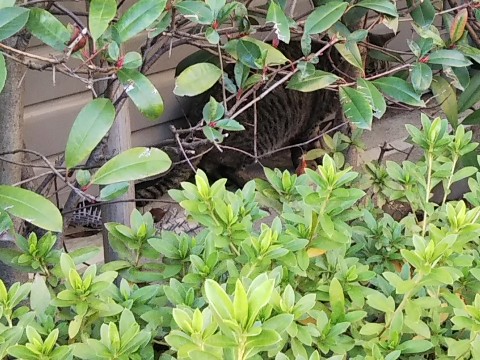 木の茂みに猫2021.jpg