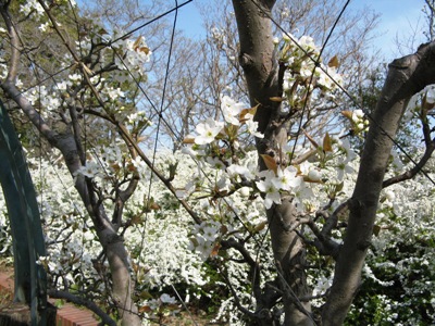 ２　梨の花とユキヤナギ.jpg