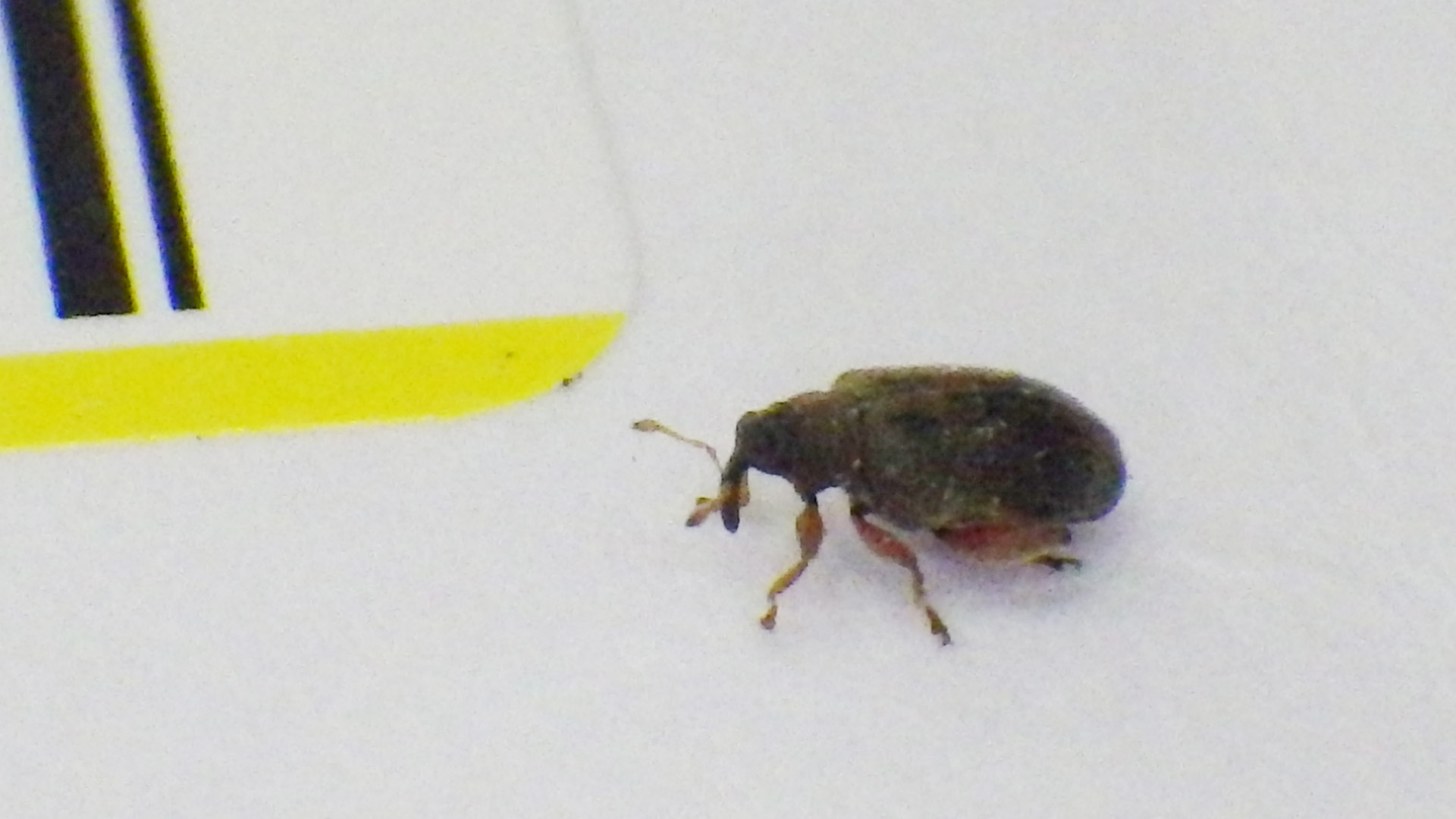 ノミゾウムシの一種