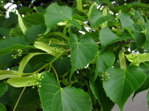 シナノキの花 花序の柄に細長い苞葉がついている独特の形が特徴的です 北海道で出合った植物 その5 しろうと自然科学者の自然観察日記 楽天ブログ