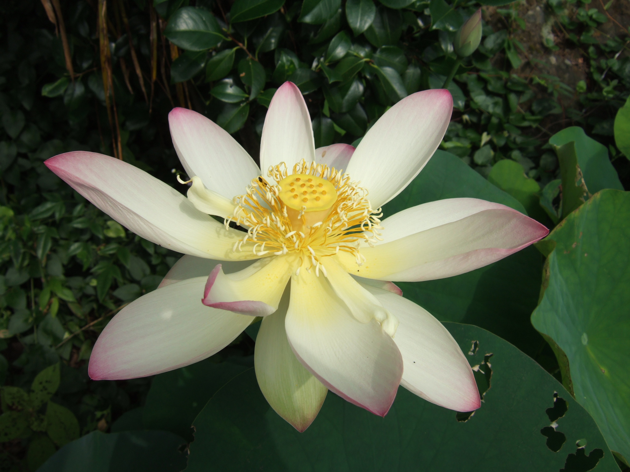 2013_0731lotus0001.JPG