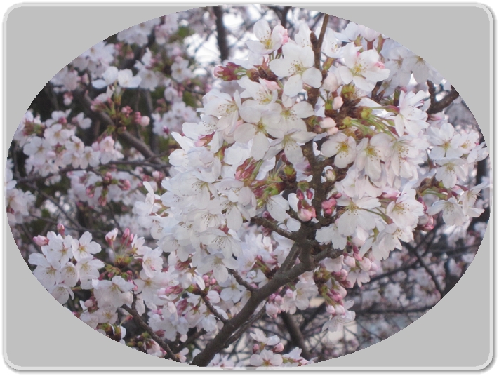 満開の桜_3998.jpg