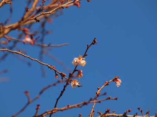 1.30榴岡の桜5.jpg