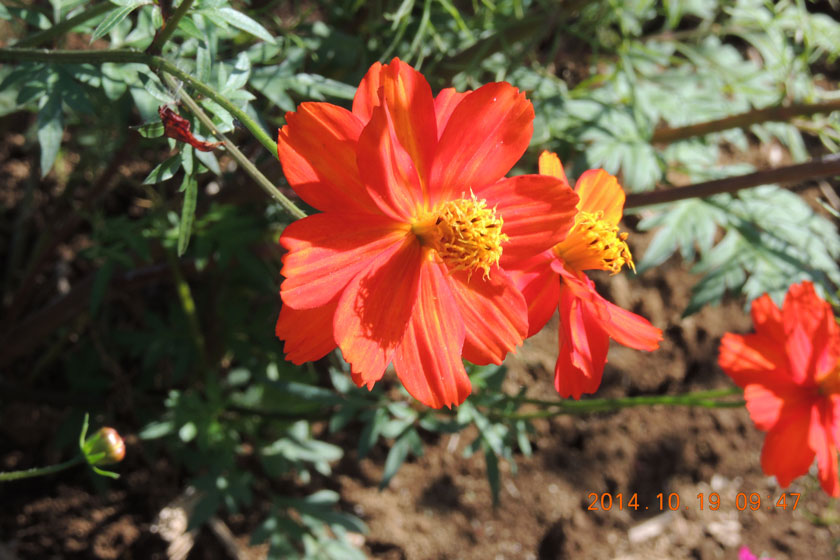cosmos2014-015w.jpg