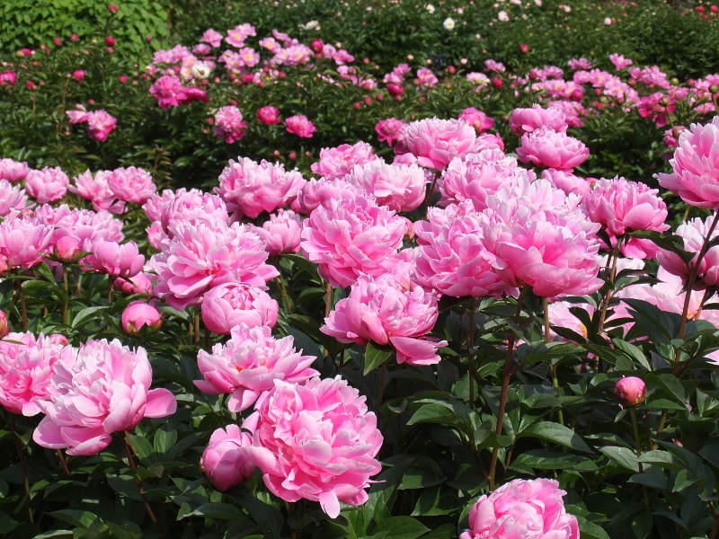 DSCF6248 (800x600).jpg