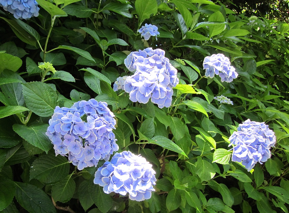 2016kamakura015.JPG