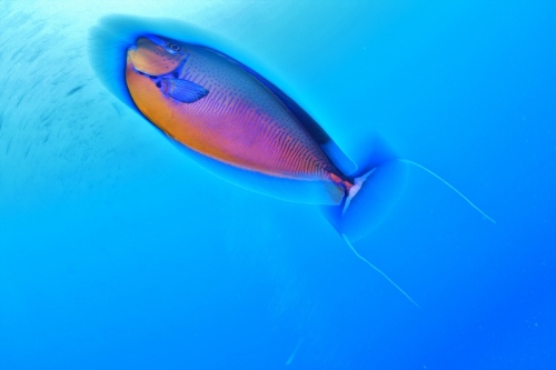 IMG_4524 (800x533).jpg