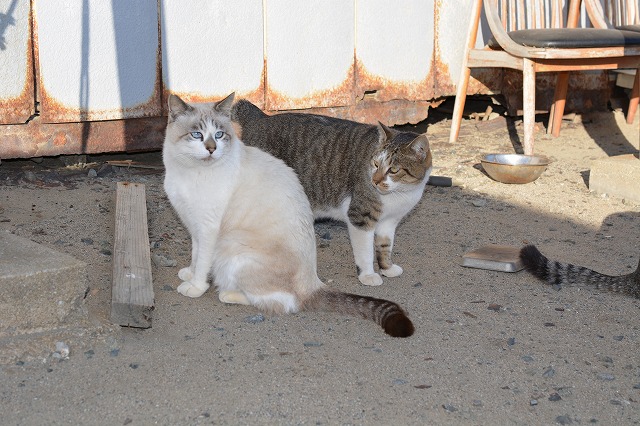 showPhoto (640×426)