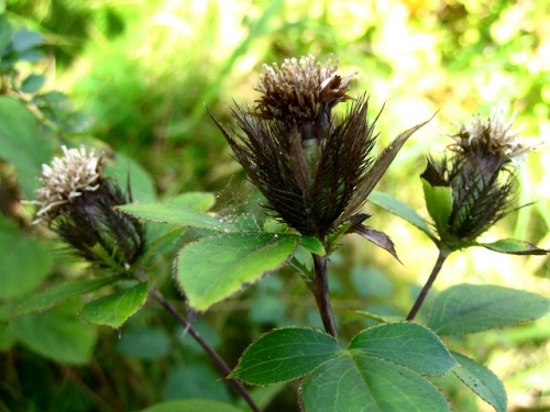 オケラの花 気仙沼大島での秋の植物観察 その10 しろうと自然科学者の自然観察日記 楽天ブログ