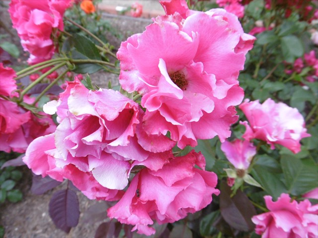 P1200729_R.JPG