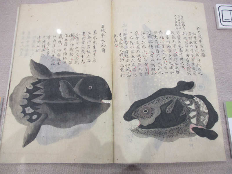 マンボウ.JPG