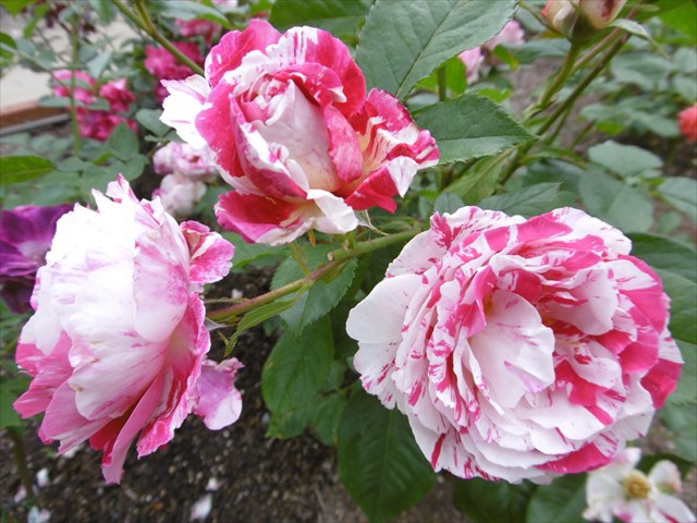 P1200724_R.JPG