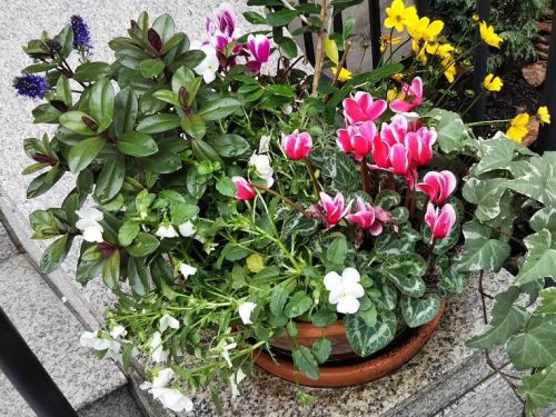 シクラメンメインの植栽2018