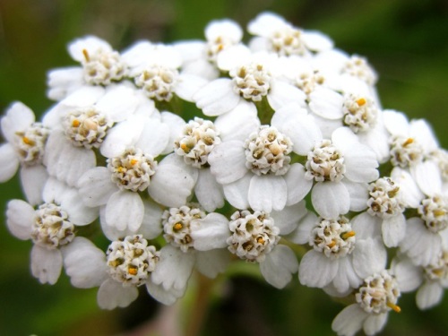 帰化植物セイヨウノコギリソウの花 秋の北海道での自然観察 その3 しろうと自然科学者の自然観察日記 楽天ブログ