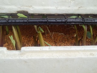 01簡易温室でサトイモの芽出し