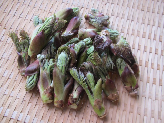 20130412 タラノメ.JPG