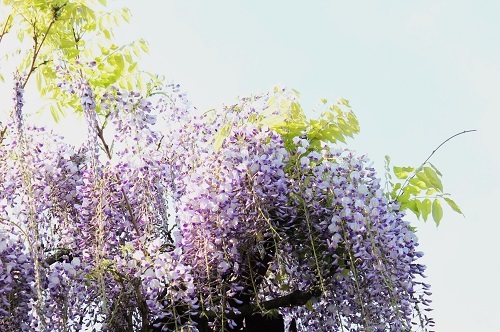 フジの花 (5).JPG