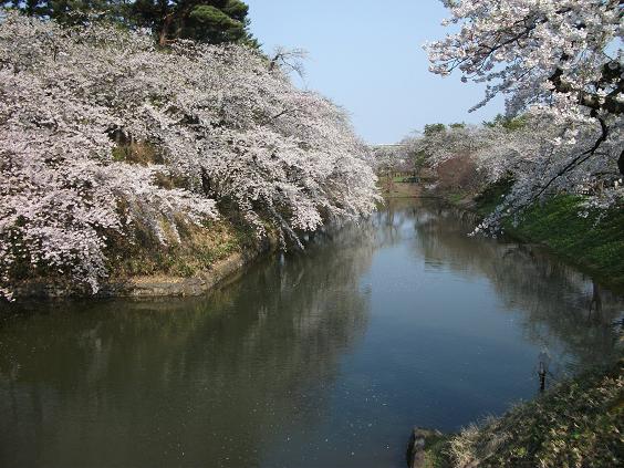 C:\fakepath\130509内濠に映える桜.jpg