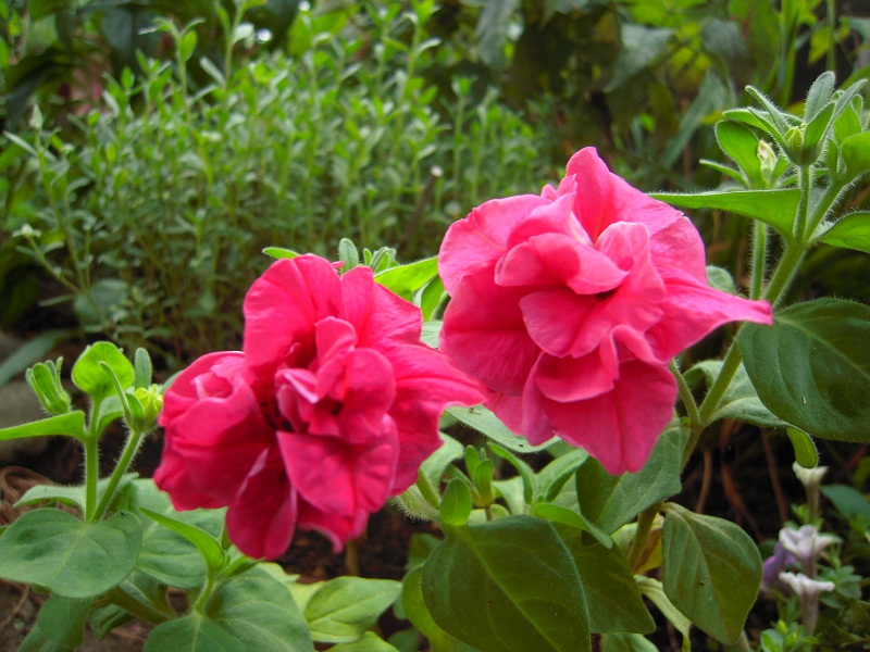 DSCN7660.JPG