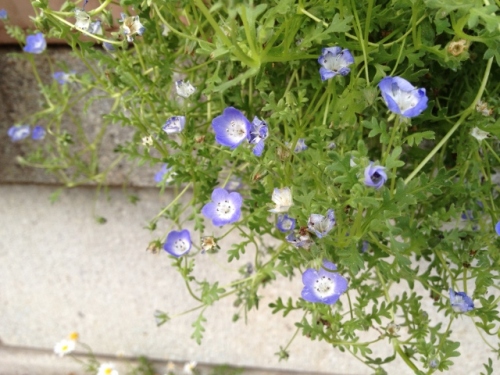 IMG_8929 (640x480).jpg