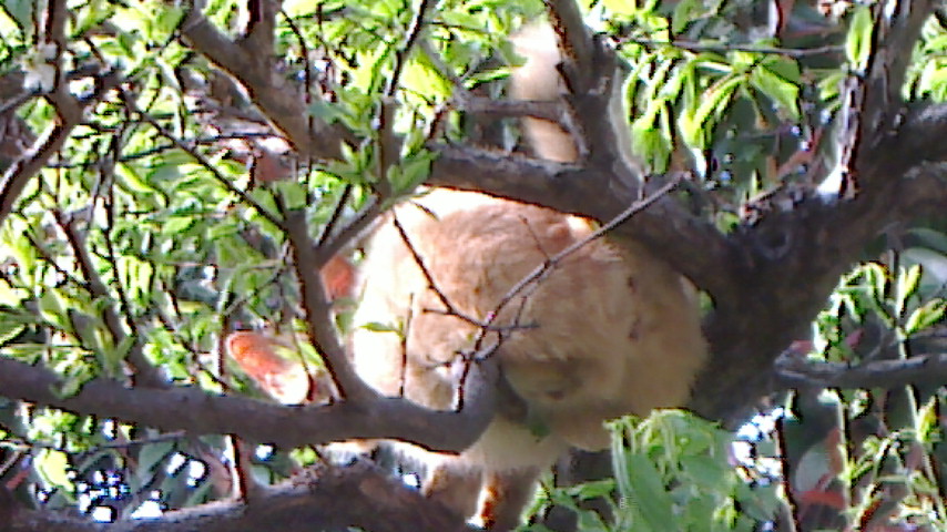 NEC_0443.JPG
