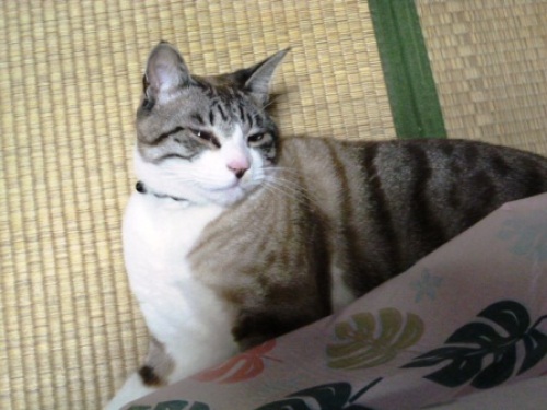 120220ネコ1.jpg