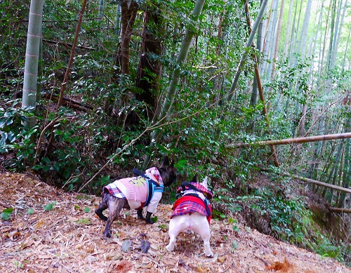 志田神社4.jpg