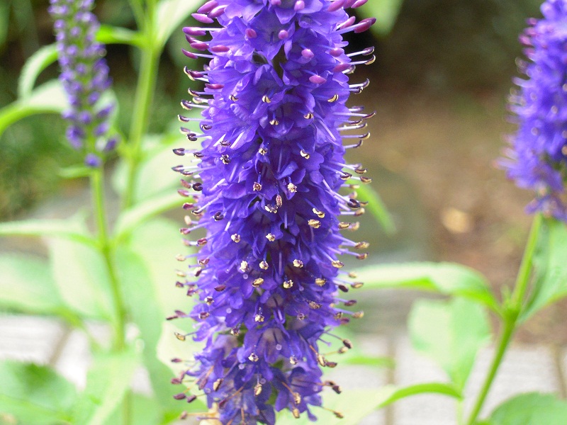 DSCN7207.JPG