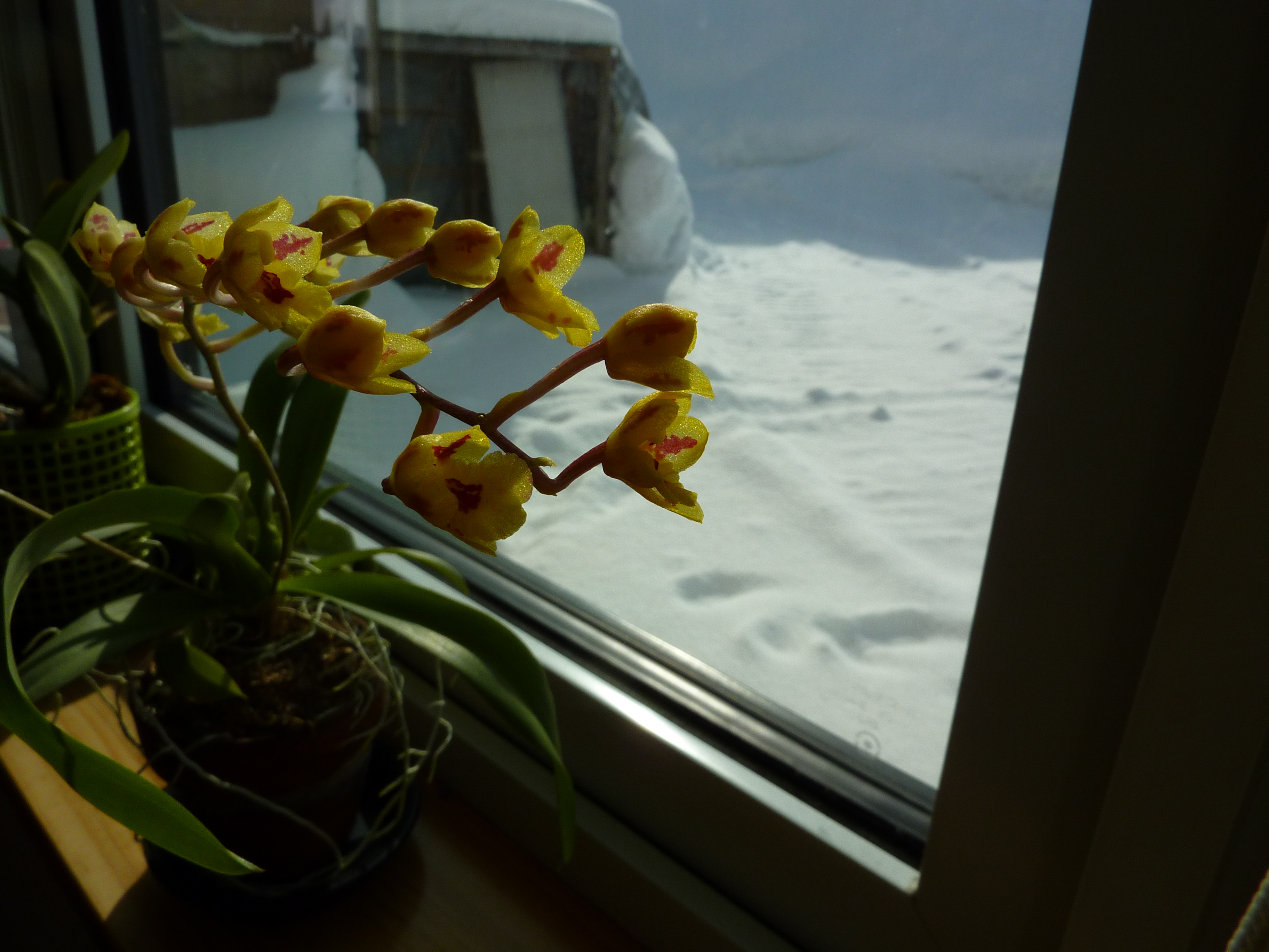 ホーエアラ　ラババースト　冬の外にたそがれる…