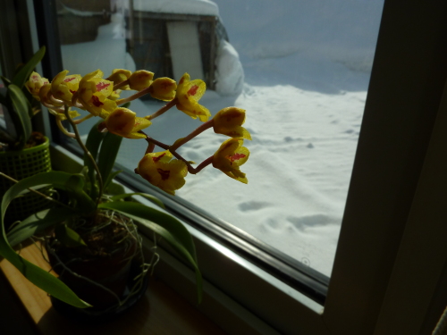 ホーエアラ　ラババースト　冬の外にたそがれる…