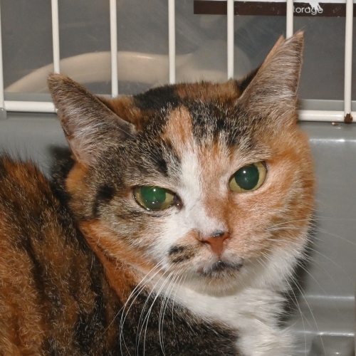 家族紹介用画像フォルダ