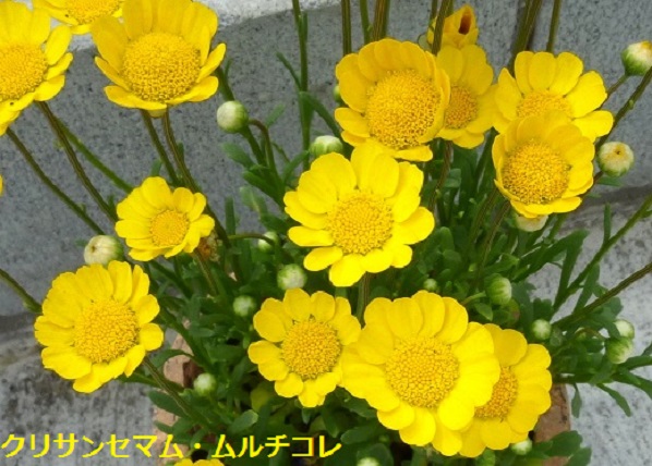 P1040768-001.JPG