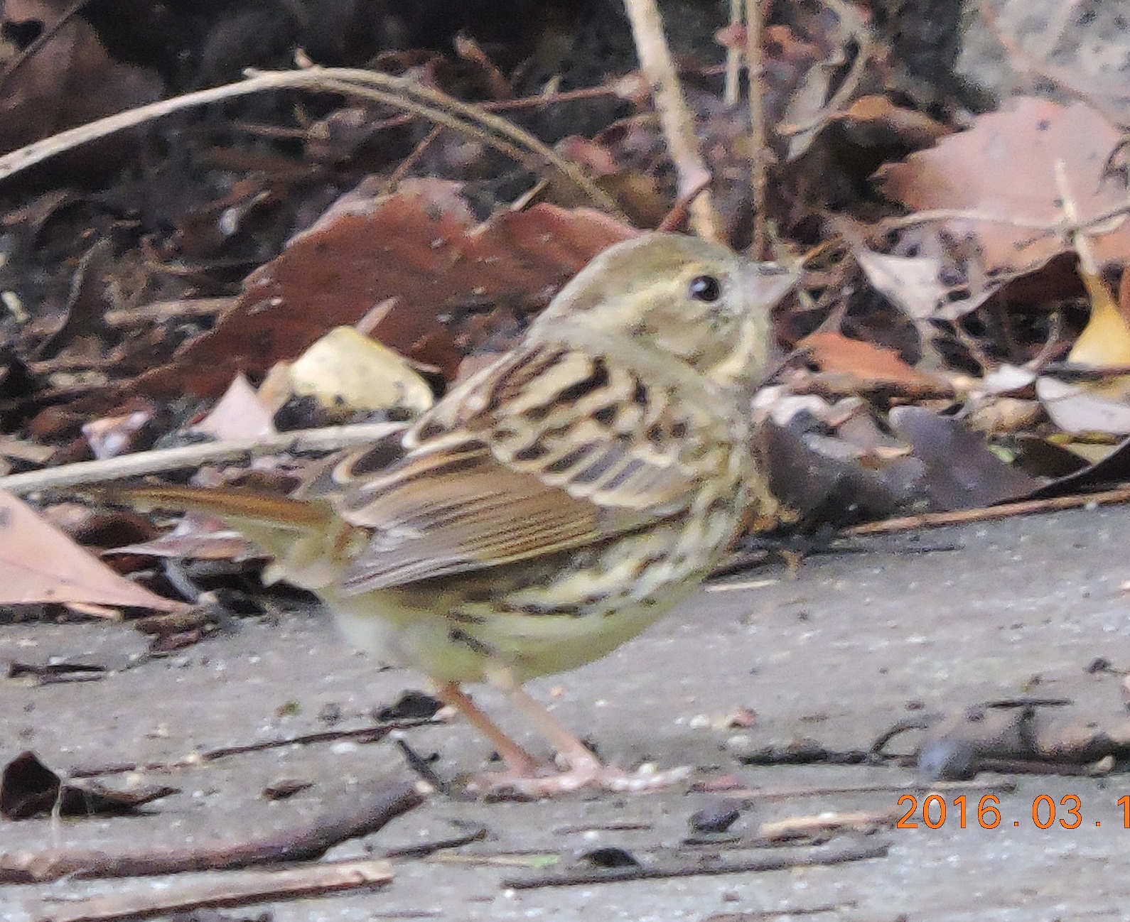 DSCN0556-1.jpg